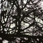 Ed Pien，好奇生物，手工剪纸（数码输出，2011