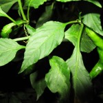 Chen Hangfeng, Invasive Species , Installation,  2010 - 06