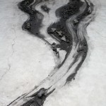 史金淞, 那边, 装置, 碳化一棵树和若干动物的骨骼, 2011 史金淞, 那边, 装置, 碳化一棵树和若干动物的骨骼, 2011