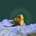 吴高钟 . 灿烂-2, 有机腐烂,摄影,75 x 60cm, 2003 吴高钟 . 灿烂-2, 有机腐烂,摄影,75 x 60cm, 2003