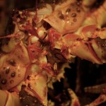 Li Xiaofei, "A King Crab,"  HD Video / PAL / Color / Sound / 8 minutes 24 seconds / in Norway with English and Chinese subtitles / 2014