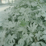 Liao Wenfeng, Dust Transfer, Photograph, 60cm×60cm×2pieces, 2011