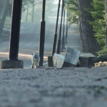 Liao Wenfeng Morning Helsinki，04’50”，Stereo-track，2011