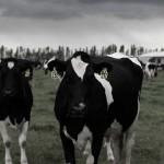 李消非, "流水线 26号", 高清录像, PAL, 彩色, 有声, 4分54秒, 2013 李消非, "流水线 26号", 高清录像, PAL, 彩色, 有声, 4分54秒, 2013